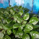 Swedish Ivy Live Plant – 2 Fresh 3” Cuttings | Easy Indoor Trailing Houseplant
