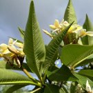 Yellow Plumeria Cutting Double Head – 10" Fresh Starter Frangipani Stem for Propagation Yellow Plumeria Cutting Double Head – 10" Fresh Starter Frangipani Stem for Propagation