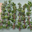 6 Spekboom Elephant Bush Cuttings – Red Stem Organic Portulacaria Afra 5” Long Each