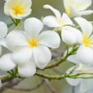 High Quality Plumeria Cuttings – 8–12" Unrooted | White Frangipani Variety High Quality Plumeria Cuttings – 8–12" Unrooted | White Frangipani Variety