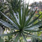 Hawaii-Grown Dracaena Marginata 3 Cuttings – Madagascar Dragon Tree | Money Tree Variety