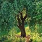 10 Corkscrew Willow Tree Cuttings – Twisted Branches & Leaves | Salix Matsudana Tortuosa