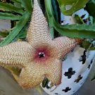 Stapelia Gigantea Cuttings (3) – Starfish Carrion Plant, Huge 12" Flowers, 4–9" Stems Stapelia Gigantea Cuttings (3) – Starfish Carrion Plant, Huge 12" Flowers, 4–9" Stems