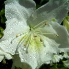 7 White Azalea Cuttings – Unrooted Flowering Shrub with Large Pure White Blooms 7 White Azalea Cuttings – Unrooted Flowering Shrub with Large Pure White Blooms