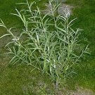 25 Hybrid Willow Tree Cuttings – Jumbo Root Stock 10" Each | Fast Growing Windbreak Trees