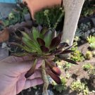 5 Hybrid Aeonium Firecracker Cuttings or Bare Roots – 6" Rosettes Colorful Succulent