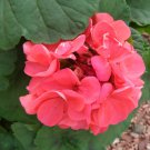 4 Zonal Geranium Cuttings – Garden Classic Pelargonium 4" Long Healthy Rooting Stems
