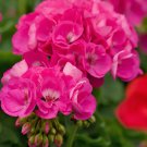 Geranium Double Bright Pink Cuttings (4) – Fresh Pelargonium 5" Bloom Rooting Stems