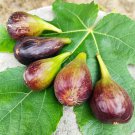 2 Sweet Jerusalem Fig Cuttings – Ficus Carica Variety for Home Orchard or Container Growing