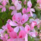 Fragrant Light Pink Geranium Cuttings (Set of 3) – Scented Flower for Rooting or Grafting Fragrant Light Pink Geranium Cuttings (Set of 3) – Scented Flower for Rooting or Grafting