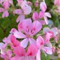 Fragrant Light Pink Geranium Cuttings (Set of 3) – Scented Flower for Rooting or Grafting
