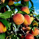 6 Yellow Peach Tree Cuttings – Fresh Unrooted Stems | Prunus Persica Organically Grown 6 Yellow Peach Tree Cuttings – Fresh Unrooted Stems | Prunus Persica Organically Grown