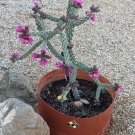 4 Cane Cholla Cactus Cuttings – Cylindropuntia Spinosior 5" Walkingstick Cactus from Arizona 4 Cane Cholla Cactus Cuttings – Cylindropuntia Spinosior 5" Walkingstick Cactus from Arizona