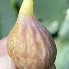 Celeste Fig Tree Cutting – 8"+ Unrooted Wood with 3+ Nodes | Sweet Fruit Variety