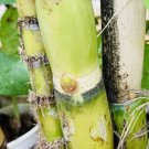 2 Sugarcane Plant Cuttings – Fresh Green Sweet Live Stalks Ready to Grow | Saccharum Officinarum 2 Sugarcane Plant Cuttings – Fresh Green Sweet Live Stalks Ready to Grow | Saccharum Officinarum