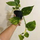Rooted Giant Golden Hawaiian Pothos Cutting – Variegated Epipremnum with Established Roots Rooted Giant Golden Hawaiian Pothos Cutting – Variegated Epipremnum with Established Roots