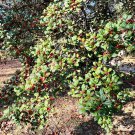 12 American Holly Tree Cuttings – Ilex opaca Native Hardy Screening Plant from Virginia 12 American Holly Tree Cuttings – Ilex opaca Native Hardy Screening Plant from Virginia