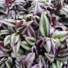 12 Tradescantia Zebrina Cuttings – Wandering Jew Plant | Tropical Vine (Cold Sensitive Below 35°) 12 Tradescantia Zebrina Cuttings – Wandering Jew Plant | Tropical Vine (Cold Sensitive Below 35°)