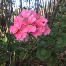 Salmon Pink Zonal Geranium Cuttings (4 Pack) – Pelargonium Fresh 8" Starter Plants