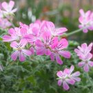 6 Rose Scented Geranium Cuttings – Pelargonium Graveolens for Rooting and Propagation