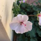 8 Ivy Geranium Soft Pink Cuttings – Pelargonium Peltatum Clippings for Propagation 8 Ivy Geranium Soft Pink Cuttings – Pelargonium Peltatum Clippings for Propagation