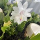 5 White Christmas Cactus Cuttings (4–5") – Schlumbergera Holiday Plant, Unrooted Clippings 5 White Christmas Cactus Cuttings (4–5") – Schlumbergera Holiday Plant, Unrooted Clippings