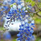 5 Blue Moon Wisteria Cuttings (6–8") – Unrooted Vine Tree Cuttings | Cold Hardy Fragrant Blooms 5 Blue Moon Wisteria Cuttings (6–8") – Unrooted Vine Tree Cuttings | Cold Hardy Fragrant Blooms