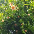 10 Peach Ornamental Pomegranate Cuttings – Punica Nana Flowering Shrub Starter Set 10 Peach Ornamental Pomegranate Cuttings – Punica Nana Flowering Shrub Starter Set
