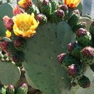 Prickly Pear Cactus Cutting – 1 Fresh Opuntia Pad for Easy Propagation | Great Time to Plant! Prickly Pear Cactus Cutting – 1 Fresh Opuntia Pad for Easy Propagation | Great Time to Plant!