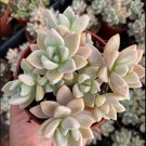 6 Dwarf Ghost Plant Cuttings – Graptopetalum Paraguayense Bernalense Succulent Starter 6 Dwarf Ghost Plant Cuttings – Graptopetalum Paraguayense Bernalense Succulent Starter