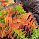 Campfire Succulent Cuttings – 3 Fresh Crassula Capitella ‘Campfire’ Stem Cuttings Campfire Succulent Cuttings – 3 Fresh Crassula Capitella ‘Campfire’ Stem Cuttings