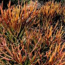 Euphorbia tirucalli 'Rosea' Cuttings – 5 Fire Sticks Red Pencil Tree Succulent Stems