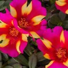 5 Watermelon Punch Purslane Cuttings – Portulaca Oleracea | Ornamental Succulent Groundcover 5 Watermelon Punch Purslane Cuttings – Portulaca Oleracea | Ornamental Succulent Groundcover