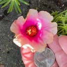 5 Portulaca Moss Rose Cuttings – Cream & Pink Blooms | Fast Grow | US Seller 5 Portulaca Moss Rose Cuttings – Cream & Pink Blooms | Fast Grow | US Seller