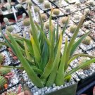 Aloe ciliaris Cutting – Real Live Succulent Cactus Plant | Climbing Aloe for Propagation Aloe ciliaris Cutting – Real Live Succulent Cactus Plant | Climbing Aloe for Propagation
