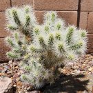 Silver Cholla Cactus Cutting (1) – Cylindropuntia Echinocarpa Desert Plant Segment Silver Cholla Cactus Cutting (1) – Cylindropuntia Echinocarpa Desert Plant Segment