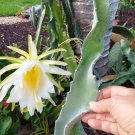 Hylocereus undatus Dragon Fruit Cutting 8" – White Flesh Cactus Vine with Aerial Roots Hylocereus undatus Dragon Fruit Cutting 8" – White Flesh Cactus Vine with Aerial Roots