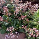 5 Crassula Multicava ‘Fairy Crassula’ Cuttings – Rare Organic Succulent Starter Set