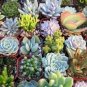 10 Assorted Succulent Cuttings – Mixed Varieties for Propagation | No Duplicates Guaranteed