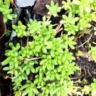 Sedum Sarmentosum Creeping Stonecrop – 12 Live Cuttings | Fast Growing Ground Cover Sedum Sarmentosum Creeping Stonecrop – 12 Live Cuttings | Fast Growing Ground Cover