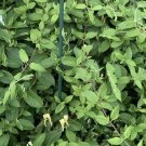 5 Honeysuckle Plant Cuttings (No Roots) – 4–6" Fresh Flowering Vine Starters 5 Honeysuckle Plant Cuttings (No Roots) – 4–6" Fresh Flowering Vine Starters