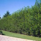 100 Austree Hybrid Willow Tree Cuttings – 10" Fresh Fast-Growing Privacy Hedge Starter