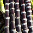 3 Blackstrap Sugar Cane Cuttings – Fresh Organic Saccharum Officinarum for Planting 3 Blackstrap Sugar Cane Cuttings – Fresh Organic Saccharum Officinarum for Planting