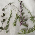 5 String of Succulent Cuttings – 3" Healthy Trailing Stems | Perfect for Propagation 5 String of Succulent Cuttings – 3" Healthy Trailing Stems | Perfect for Propagation