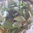 1 Cebu Blue & 1 Jade Pothos Cuttings – Unrooted Live Plant Set | Epipremnum 2-Pack Starter