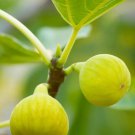Desert King Fig – 5 Cuttings + Willow Water | Sweet Green Figs | Cold Hardy Variety Desert King Fig – 5 Cuttings + Willow Water | Sweet Green Figs | Cold Hardy Variety