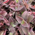 5 Tradescantia Pallida ‘Pale Puma’ Cuttings – Purple Wandering Jew Plant Starter Set 5 Tradescantia Pallida ‘Pale Puma’ Cuttings – Purple Wandering Jew Plant Starter Set