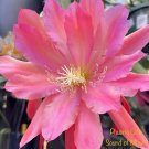 Epiphyllum 'Sound of Music' Orchid Cactus – 8" Cutting | Rare Flowering Cactus Hybrid