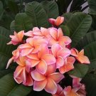 Peach Hawaiian Plumeria Cutting – Frangipani Cutting for Planting (Approx. 10 Inches) Peach Hawaiian Plumeria Cutting – Frangipani Cutting for Planting (Approx. 10 Inches)