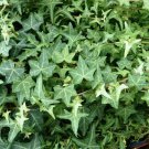 6 English Ivy Cuttings – Live Hedera Helix Starter Plants | Perennial, Easy to Grow, 6" Long 6 English Ivy Cuttings – Live Hedera Helix Starter Plants | Perennial, Easy to Grow, 6" Long